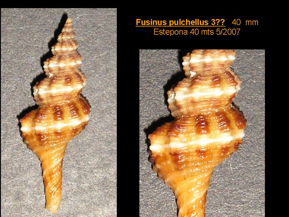 Fusinus pulchellus variaciones